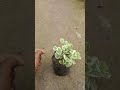 डेडीकेटेड साइकसप्लांट