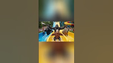 Capybara và Bà Bigfoot chơi máng  trượt cảm giác mạnh