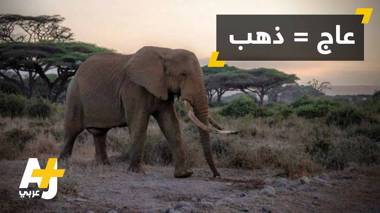 تناقص أعداد الفيلة في أفريقيا