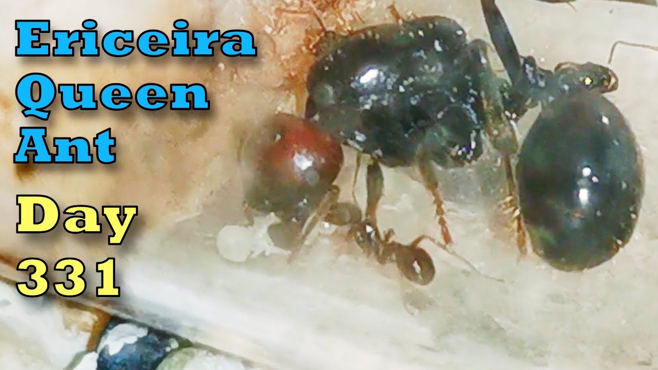 Ant Life on Day 331: Growth, Care, and a Mysterious Return