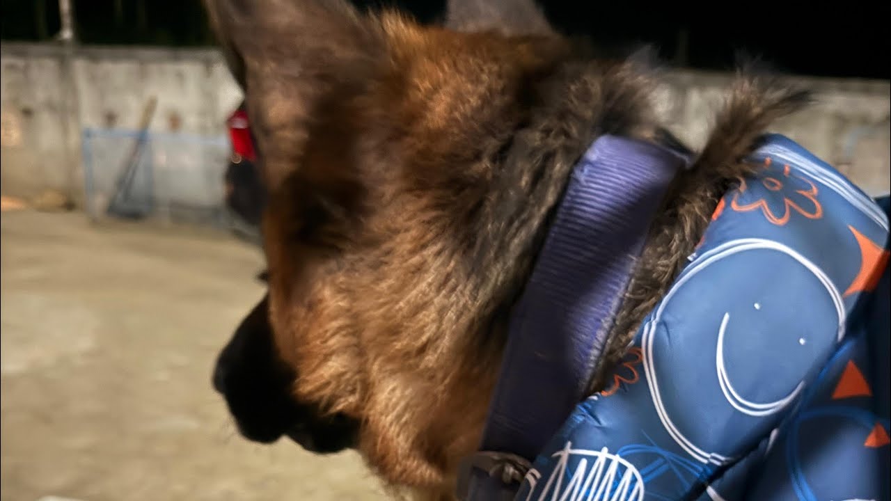 Bruno ki masti ✨🦋 part-2  