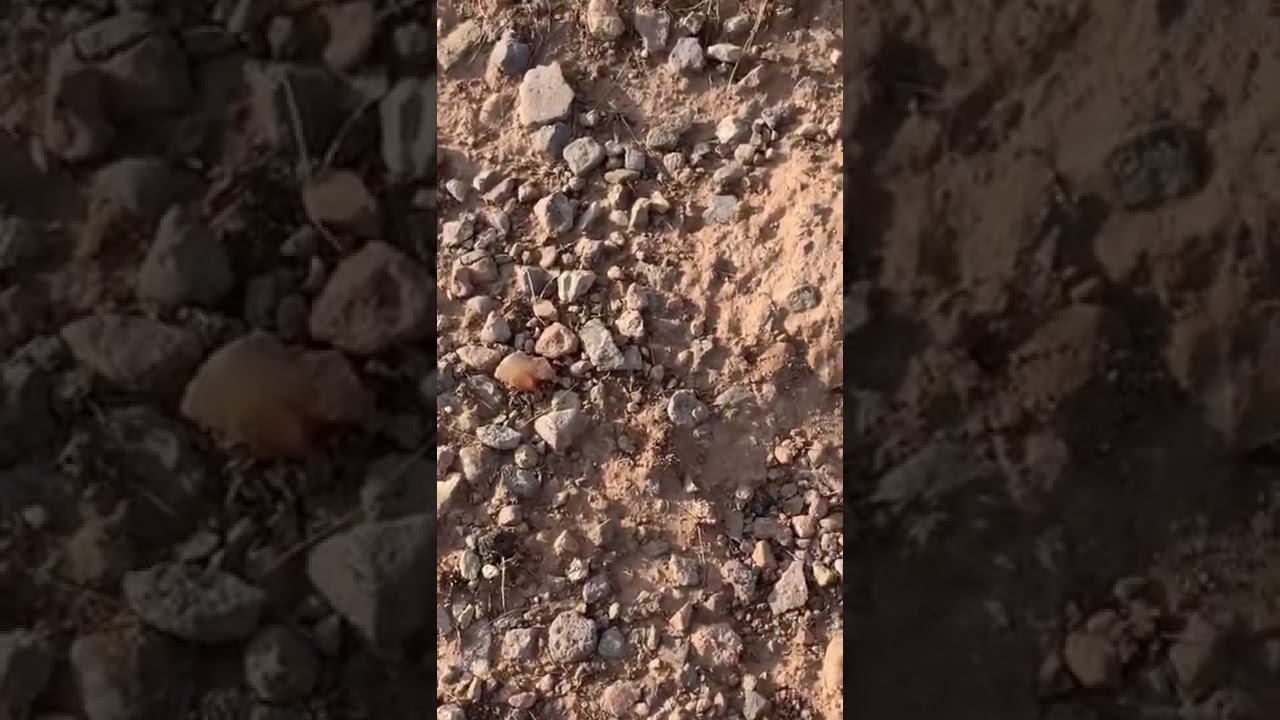 Hunting for Fire Agates in the Arizona Desert 🌵 🔥