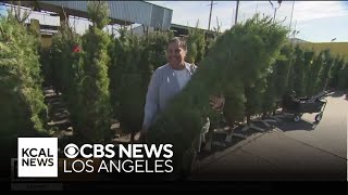 Free Christmas tree giveaway at Active Recycling in South LA