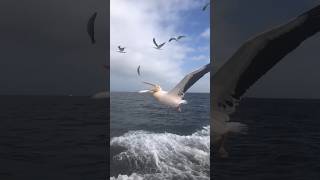 A Shorter Version Of Pelican Slow Motion Action