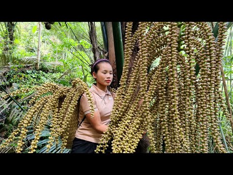 Harvest natural fruits and bring them to market - dog bath l Lý Thị Sai