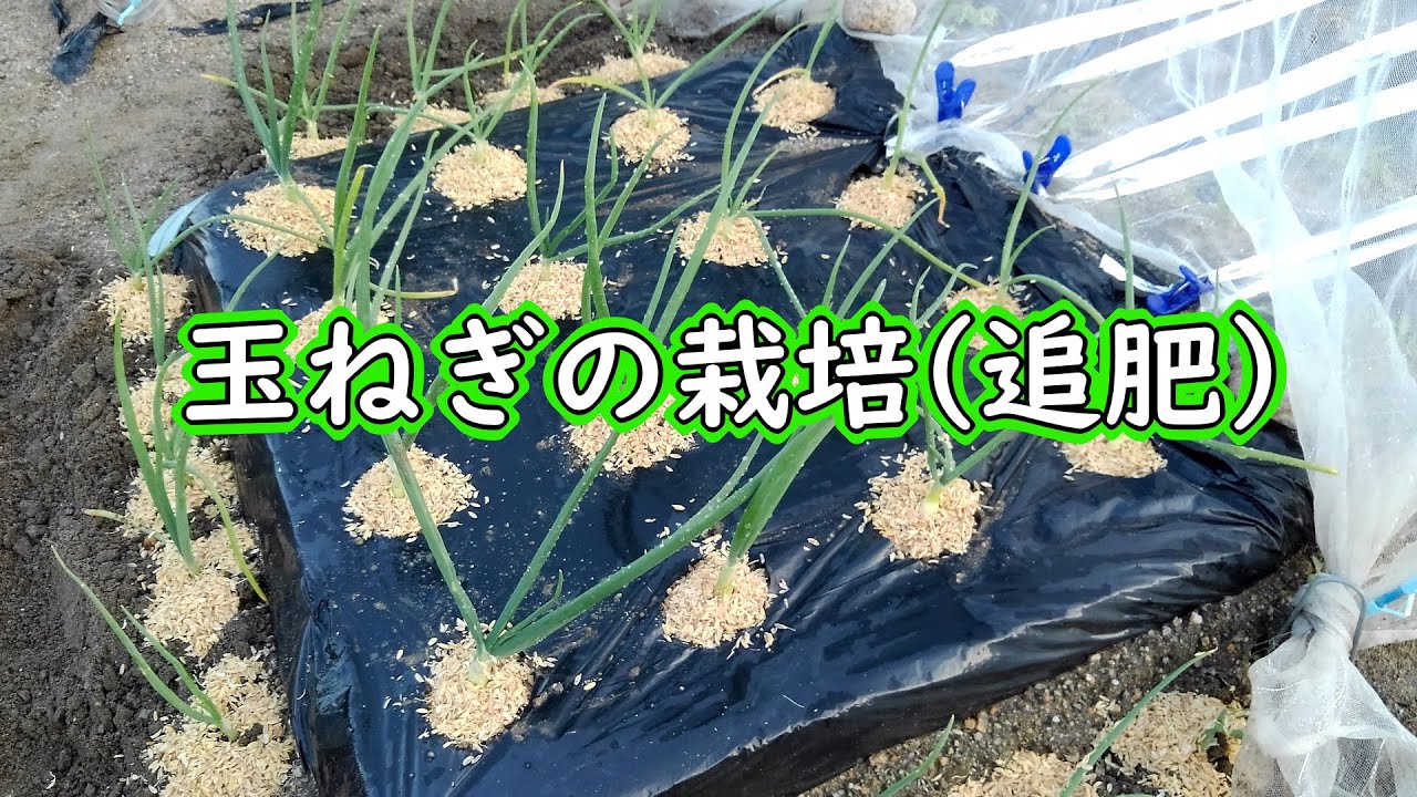 玉ねぎ 追肥 鶏糞