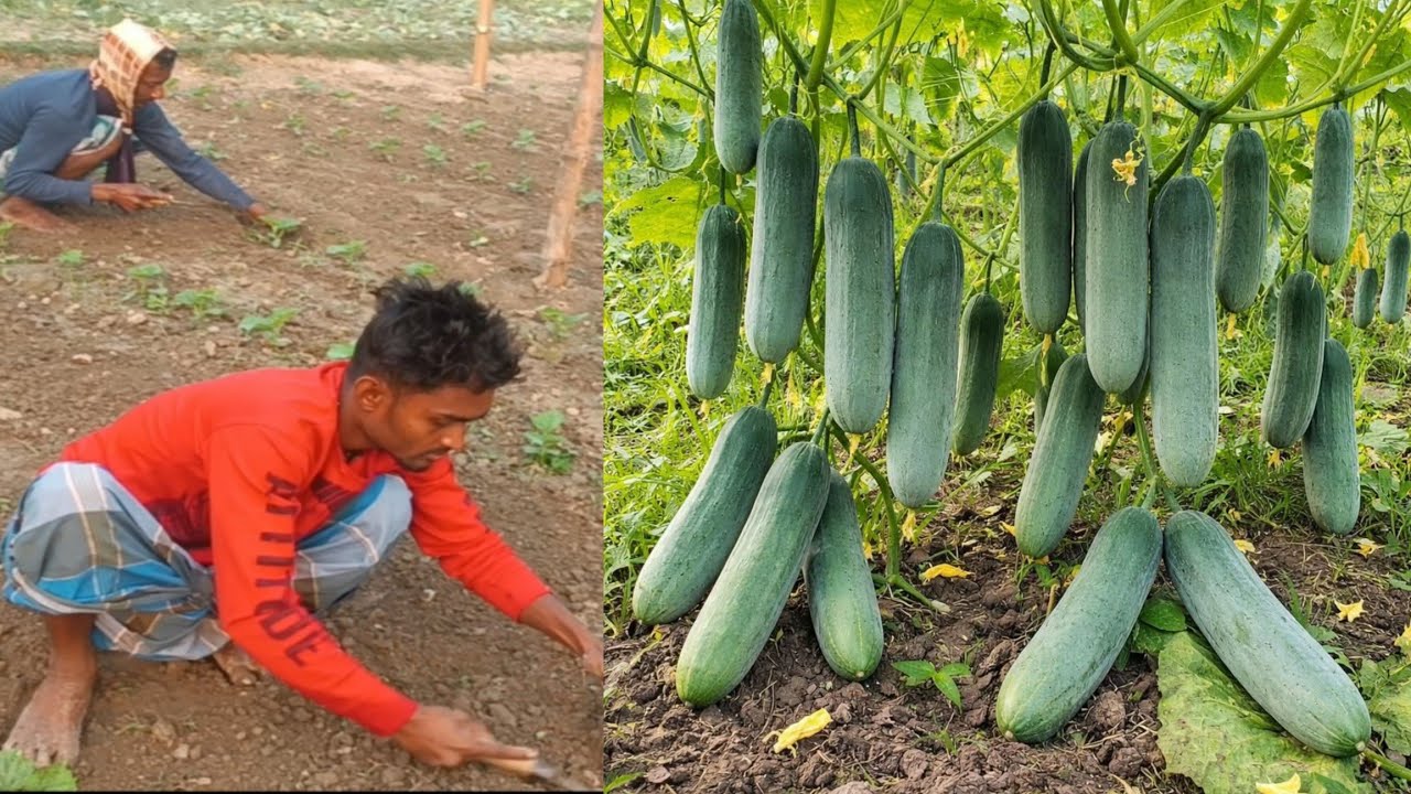  তিয়হ খেতি। বৰ্তমান সময়ত খেতি কৰিলে কোনটো গুটি দিব। Cucumber farming in Assam....Hatem ALI'S life