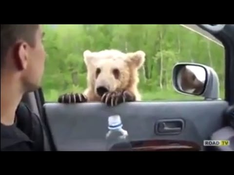 Медведь едет на машине