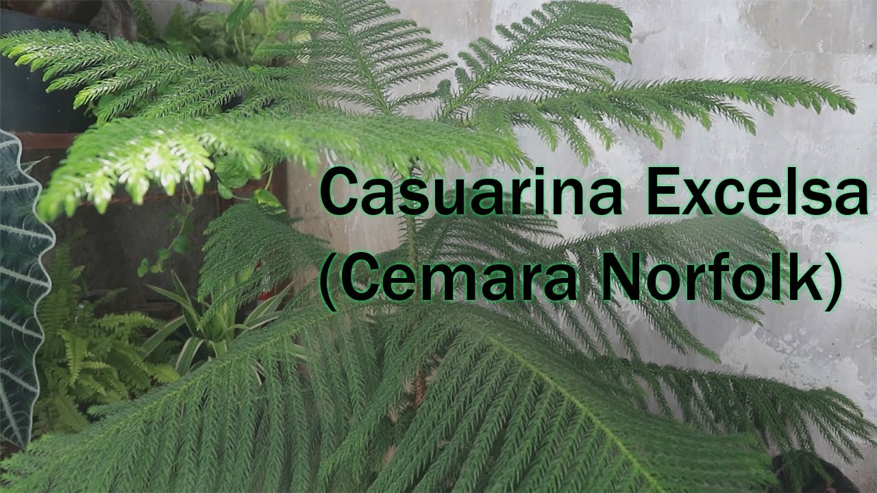 Cemara Norfolk Youtube