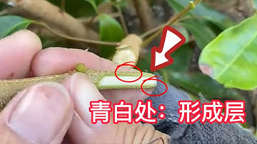 荔枝果樹嫁接的操作過程，教你如何小枝嫁接，如何辨認接穗的形成層？The operation process of lychee fruit tree grafting, how to grafting
