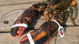 Lobster From Maine: Flavor and Fishing Rules