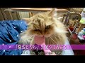 【Persian Cat  Chelsea　猫のチェルシー】マッサージブラシ「猫舌とろん」を使ってみよう！　～Let's use "cat tongue toron"!～