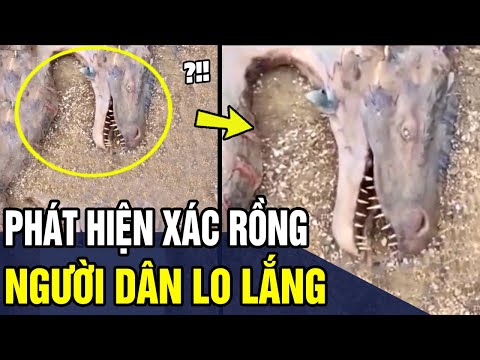 Video Người Dân Vô Tình Phát Hiện Xác Rồng Sự Thật Phía Sau... - youtube