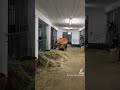 Pferd weg ???