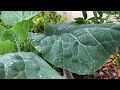 growing tree collards - this week at SCG - southern california gardening