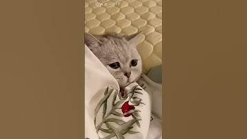 وما من دابة فى الأرض ولا طائر يطير بجناحيه إلا أمم أمثالكم😢💔😿#ٌاطمئنانیہ#القارئ_طارق_محمد