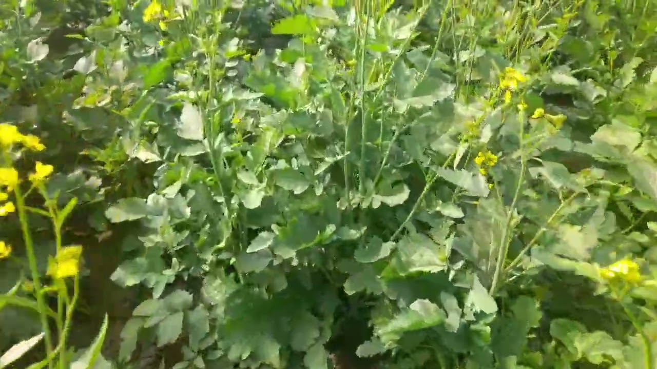 सरसों की फसल में फुटाव लाने व पैदावार बढाने के लिए 