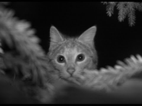 ტყის კატა ბორჯომ-ხარაგაულის ეროვნულ პარკში