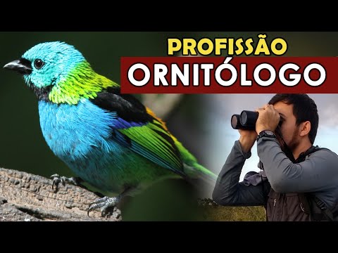 Vídeo: Quem é Ornitólogo E O Que Ele Faz