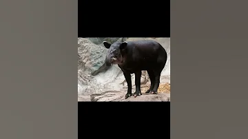 Горный тапир