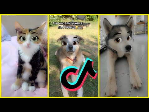 TikTok Cartoon Face Pet Challenge [TikTok Compilation]