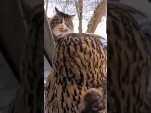 Owl vs cat