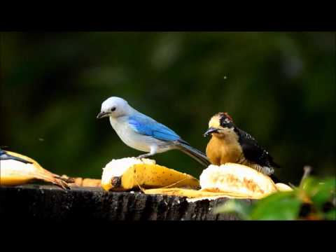camera iphone 8 plus apk Costa Rica 2016
