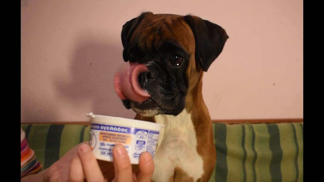 Lara the boxer dog eating yoghurt remains slurping and licking sounds