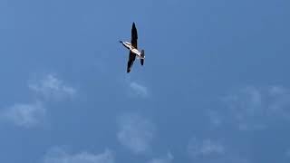 VMC Spitfire Flug Cevio