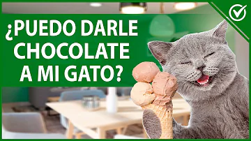 ¿Los gatos pueden tomar chocolate?