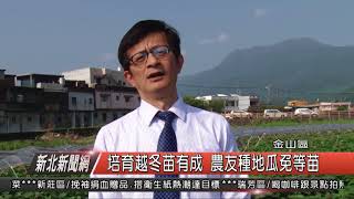 1070410新北新聞網09 金山區培育越冬苗有成 農友種地瓜免等苗