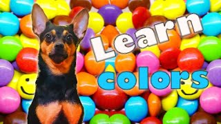 Learn colors with DOG Собака той терьер ест ШОКОЛАД КОНФЕТЫ Смешные собачки Милые собачки Learn colors with DOG Собака той терьер ест ШОКОЛАД КОНФЕТЫ Смешные собачки Милые собачки