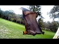 Releasing two flying-foxes:  Bellow and the Big Bad Banksia Man