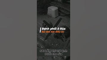 Sai lầm khi trị phổi cho rùa #onhachoimotminh #xomrua #ruacanh #nuoirua