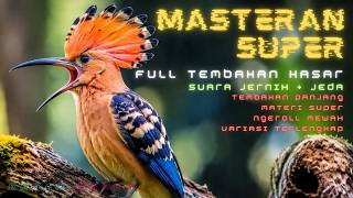 MASTERAN GACOR FULL MATERI MEWAH TEMBAKAN KASAR COCOK UNTUK SEMUA JENIS BURUNG