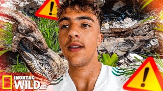 Serpent vs Iguane à la Villa ! Inox l’explorateur de la Nature au Mexique ! (Truc de fou)