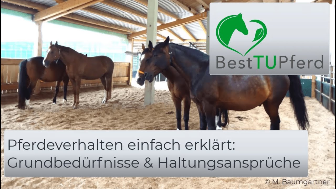 Pferdeverhalten einfach erklärt: Grundbedürfnisse