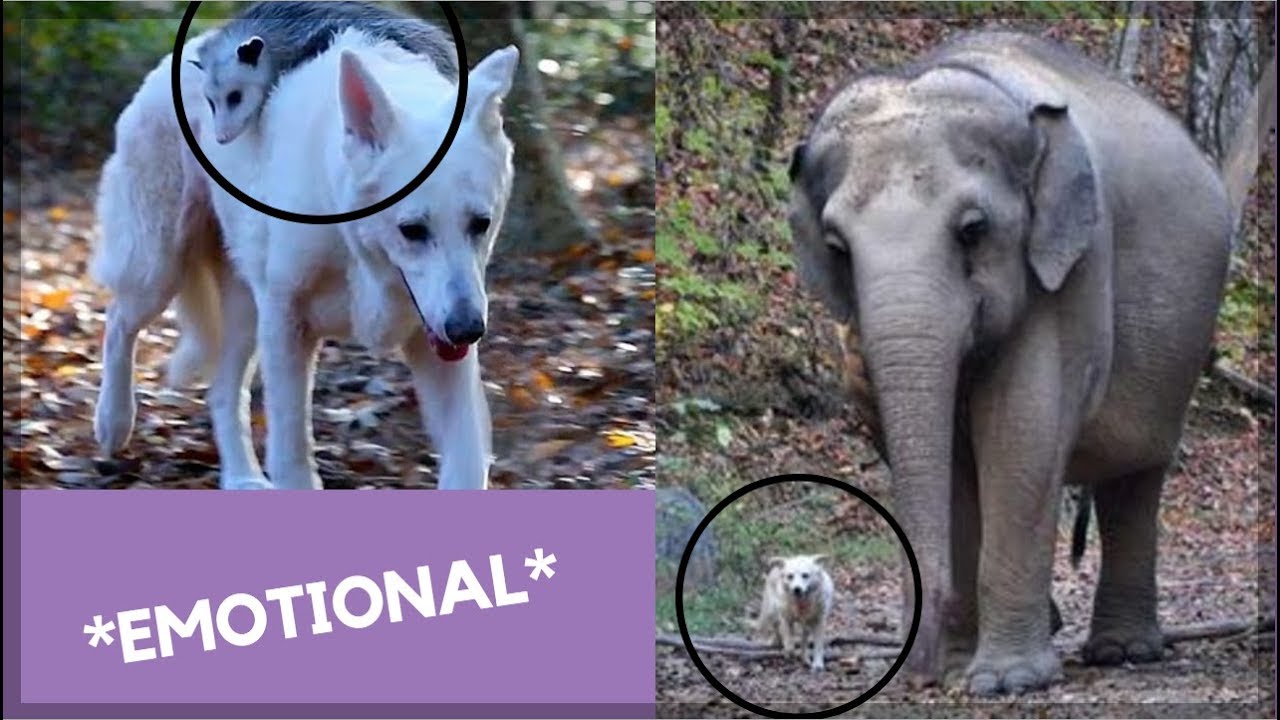 ANIMALS SAVE OTHER ANIMALS!! **TOP TEN ANIMAL RESCUES** YouTube