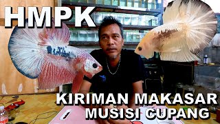 Hmpk Dari Musisi Cupang Makasar