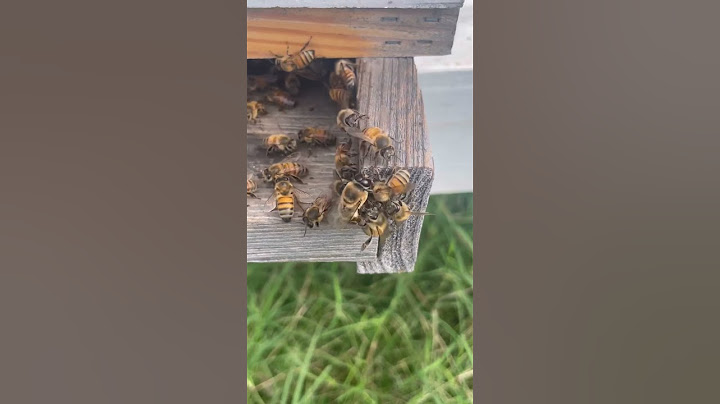 This Male Bee is Getting Kicked Out of the Hive by the Female Bees