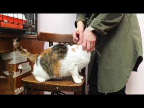 Musia sucht DRINGEND wen zum kuscheln ❤️