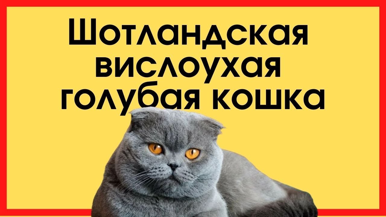 Шотландская Голубая Кошка Фото