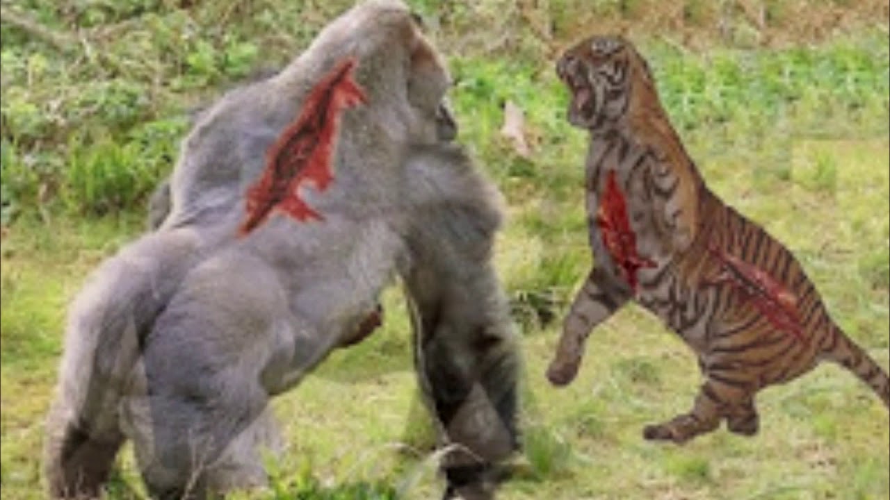 Кто сильнее медведь или горилла. Тигр против гориллы. Горная горилла против Льва.