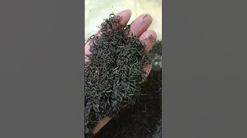 Trà đinh thái nguyên, lựa chọn số 1cuar khách hàng