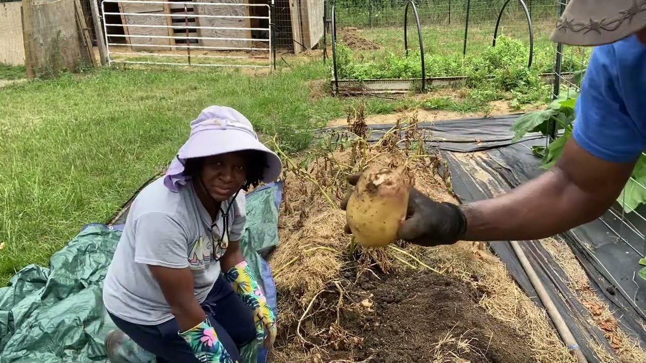 YUKON GOLD POTATO HARVEST