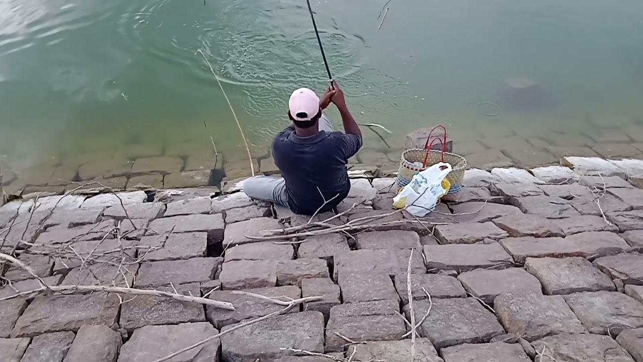 black Rohu fish🐠🐋🐟