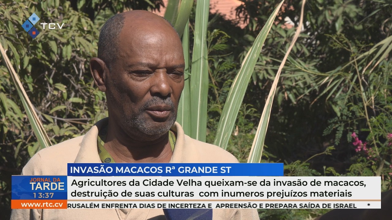 Agricultores da Cidade Velha queixam-se de prejuízos causados por macacos