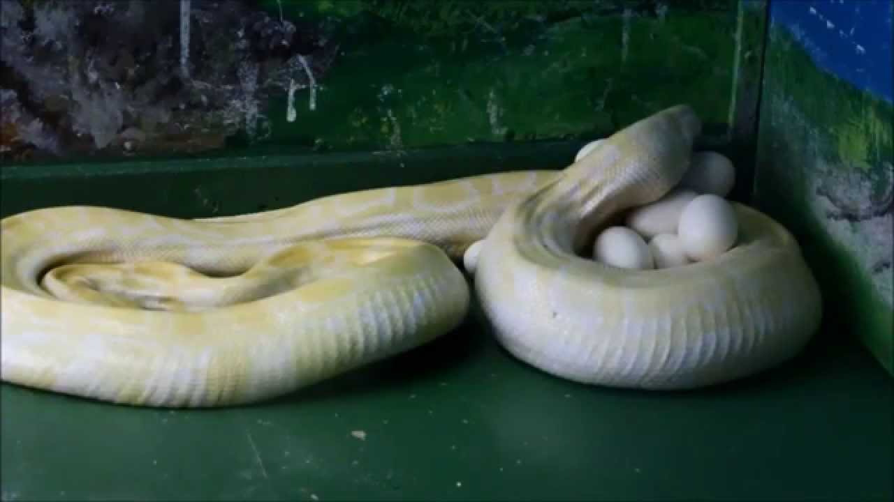 11年ぶりの快挙 ビルマニシキヘビ アルビノ 産卵の瞬間 Youtube