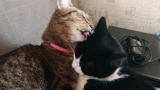 Коты умывают друг друга