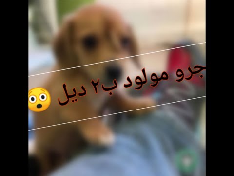 سبحان الله جرو مولود ب ذيلين